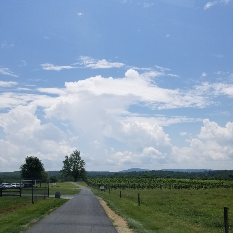 Road to the vineyard